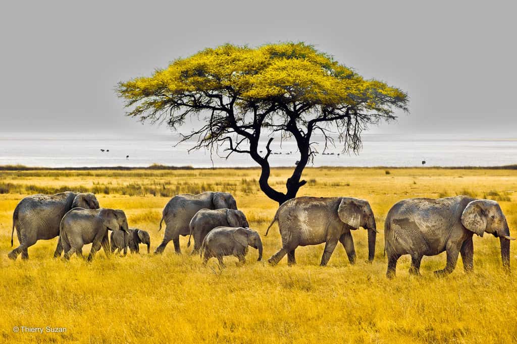 La danse des éléphants | Parc national d’Etosha